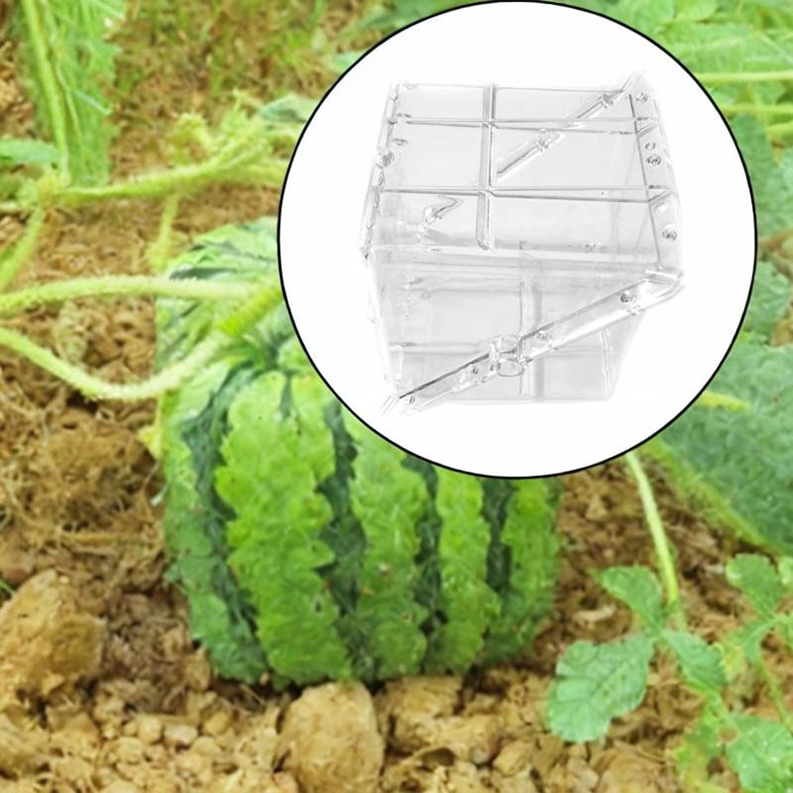 Gardening Tools Unique - Peralatan Cetakan Pertumbuhan Semangka Persegi Mudah