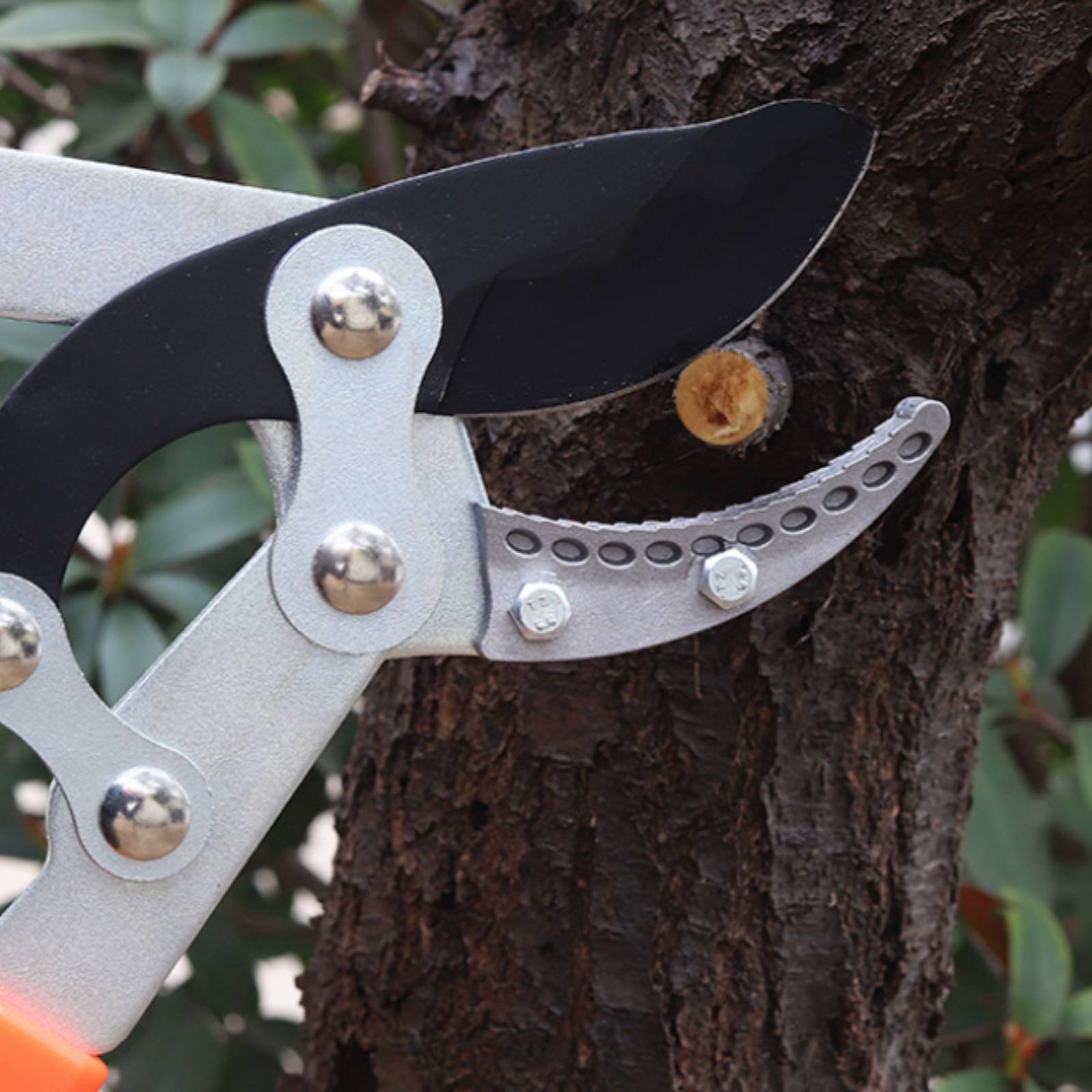 Pemangkas Cabang Teleskopik Pi - Gardening Tools Of ulasan dan harga